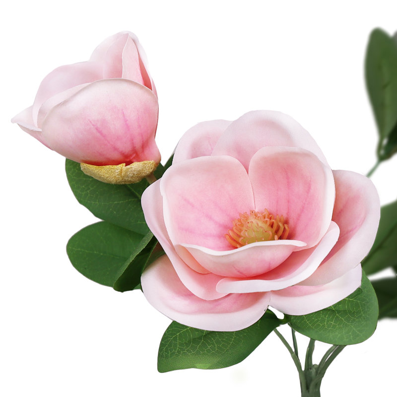 Magnolia, Rose