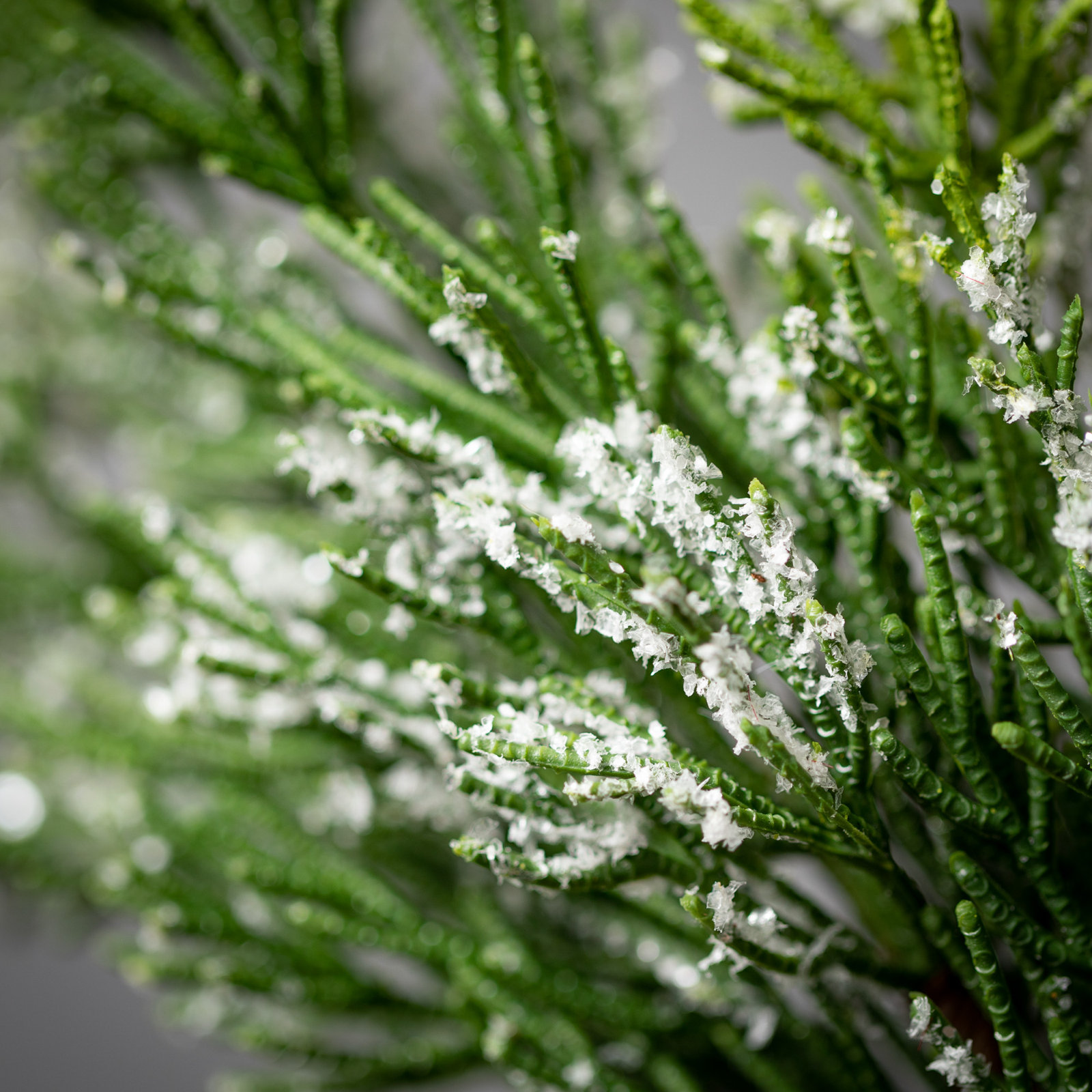 Aurore 72" Cedar Christmas Garland