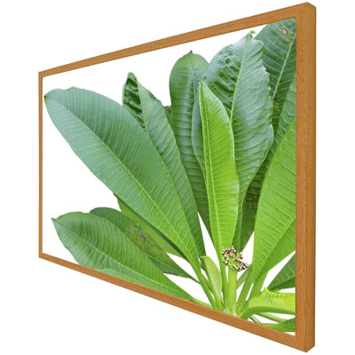Aaradhy Green Leaves On White - Single Picture Frame Print