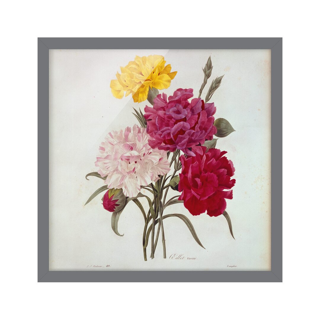 Gerahmtes Poster Carnations von Pierre-Joseph Redouté