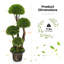 35,5 plante