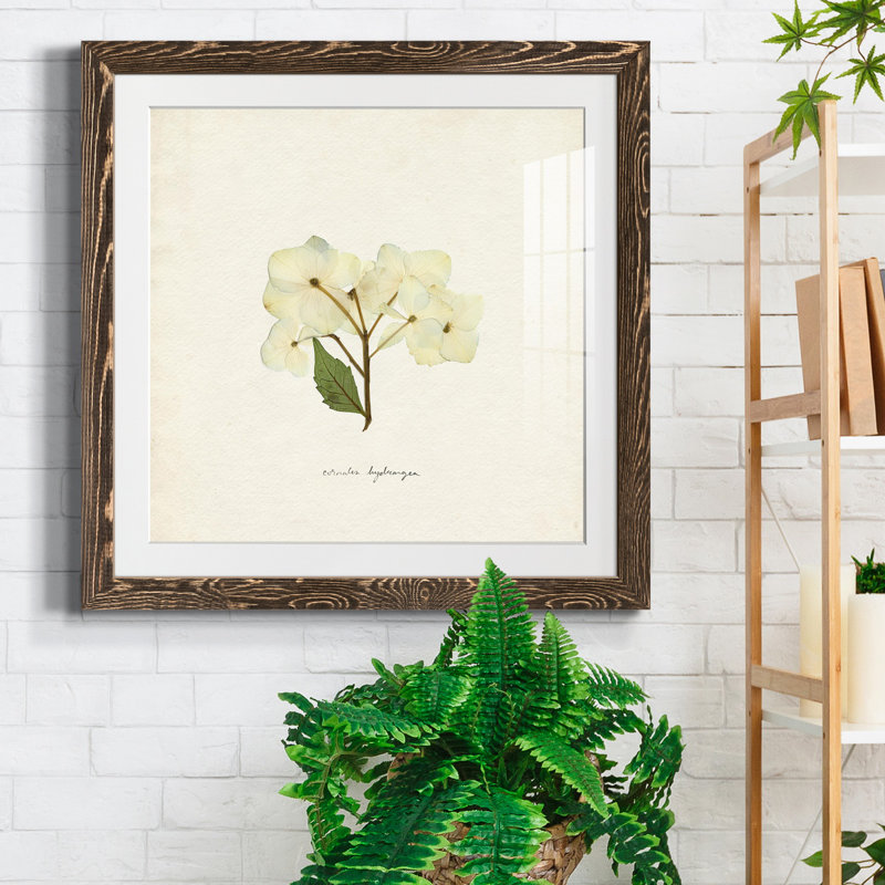 Cornales Hydrangea I-Premium, reproduction encadrée - prête à être accrochée, Papier avec cadre noyer, Blanc