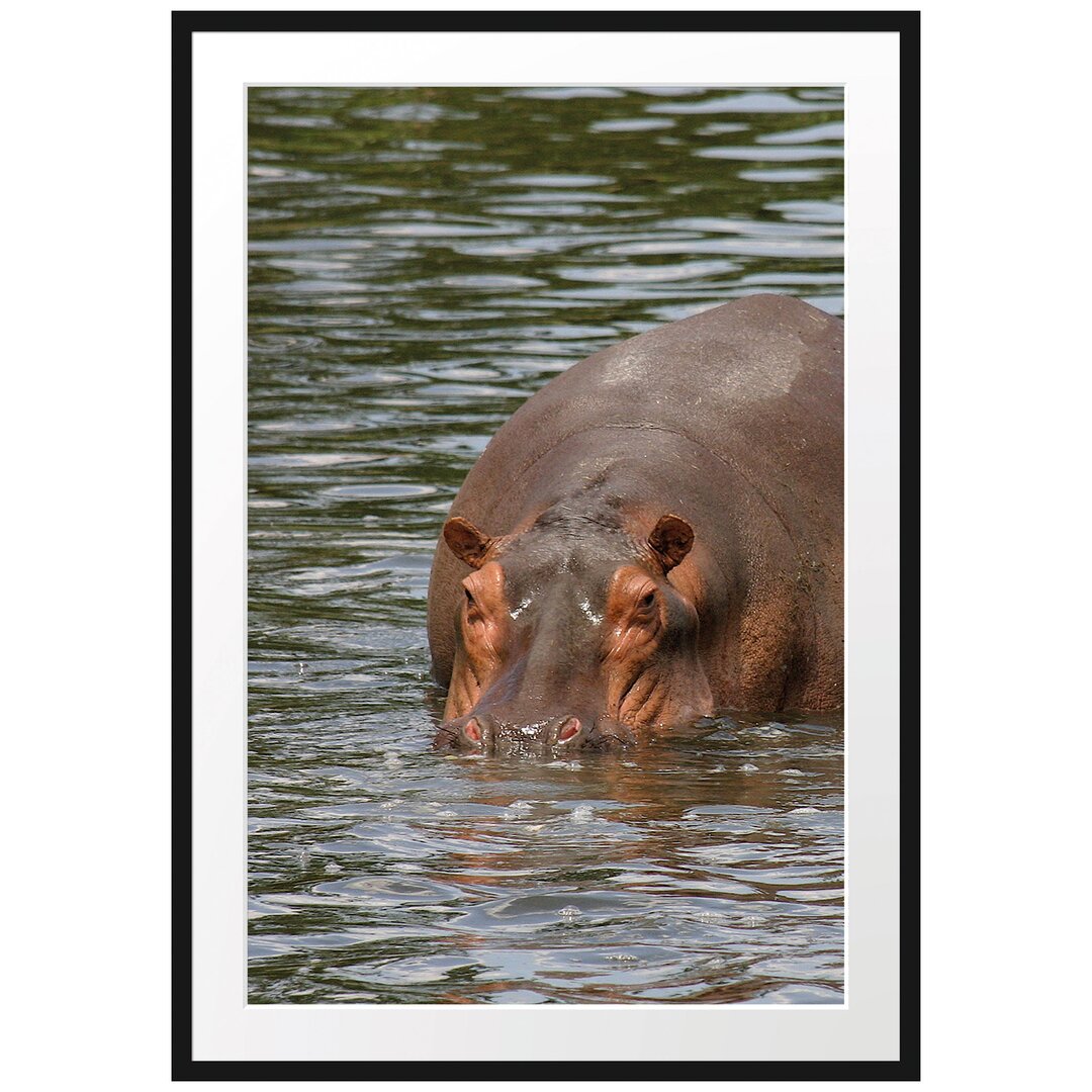 Gerahmtes Poster Zwei Flusspferde im Wasser