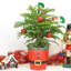 1.5' Fresh Cut Christmas Tree