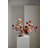 Tulipa Compote-1206617551