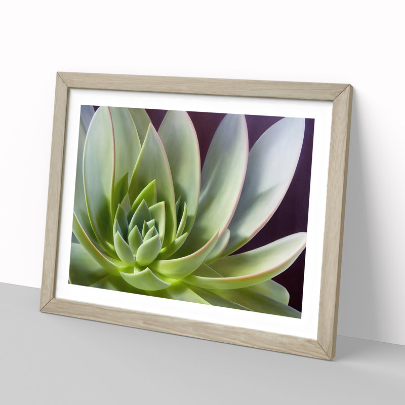 Interesting Succulent Plant - Framed Print, 25cm H x 34cm W x 2cm D, Oak