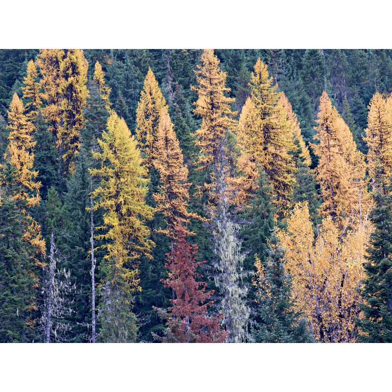 Autumn Tamarack Forest Print by Bruce Heinemann, Black Single Picture Framed Paper, 17.2" H x 21.2" W x 0.88" D, White