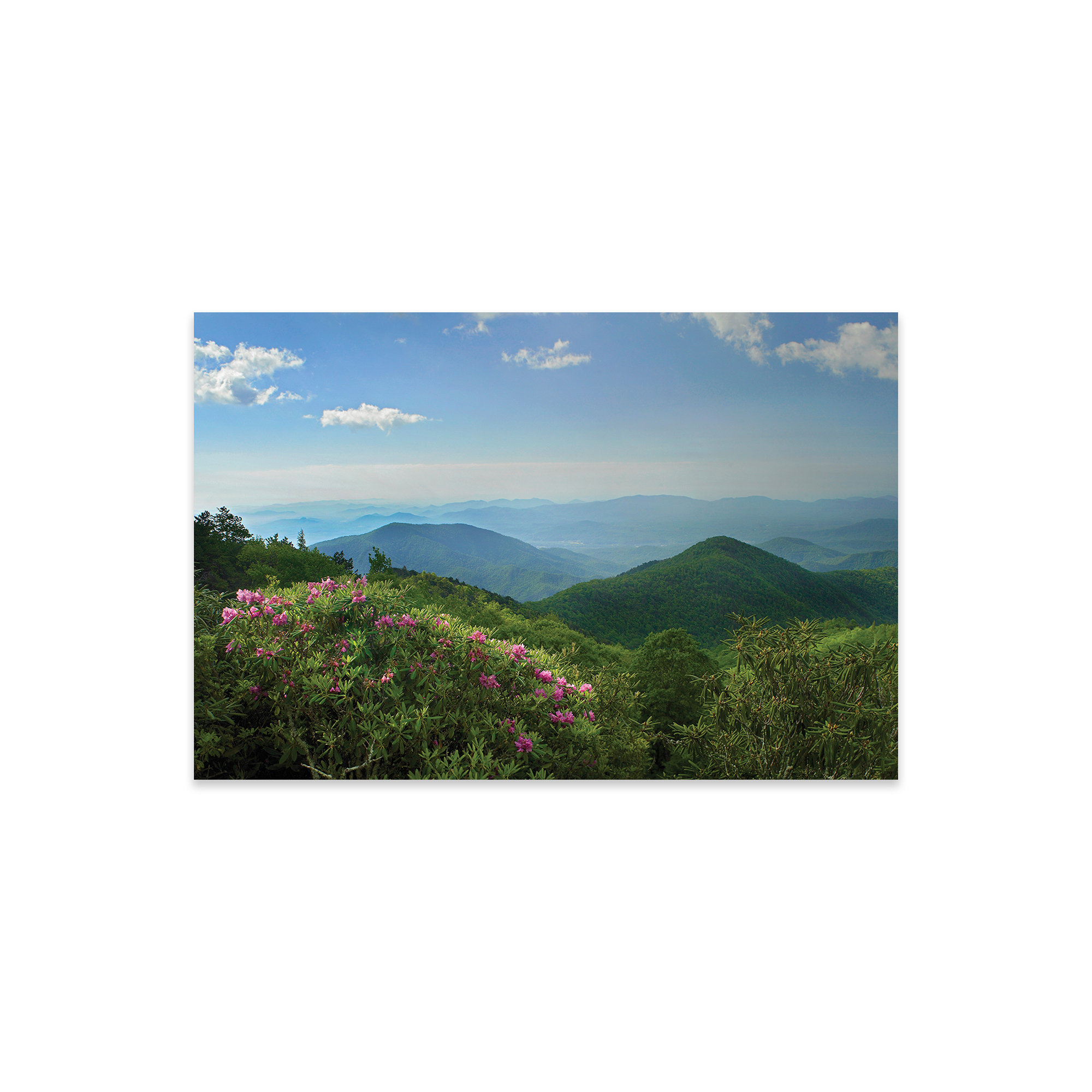 Latitude Run® " Rhododendron Tree Flowering At Craggy Gardens, Blue Ridge Parkway, North