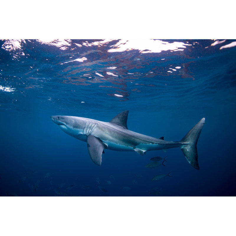 Great White Shark - Wrapped Canvas Print, 51cm H x 76cm W x 3.8cm D