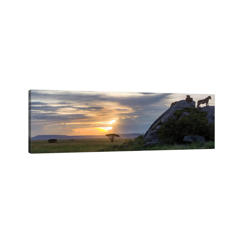 Lions In Serengeti by Anders Jorulf - Wrapped Canvas Panoramic Print, 30.48 cm H x 91.44 cm W