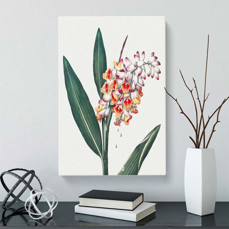 Renealmia Plant by R.J. Thornton - Wrapped Canvas, 60cm H x 40cm W x 3cm D