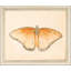 Butterflies S/6 Print by Meagher