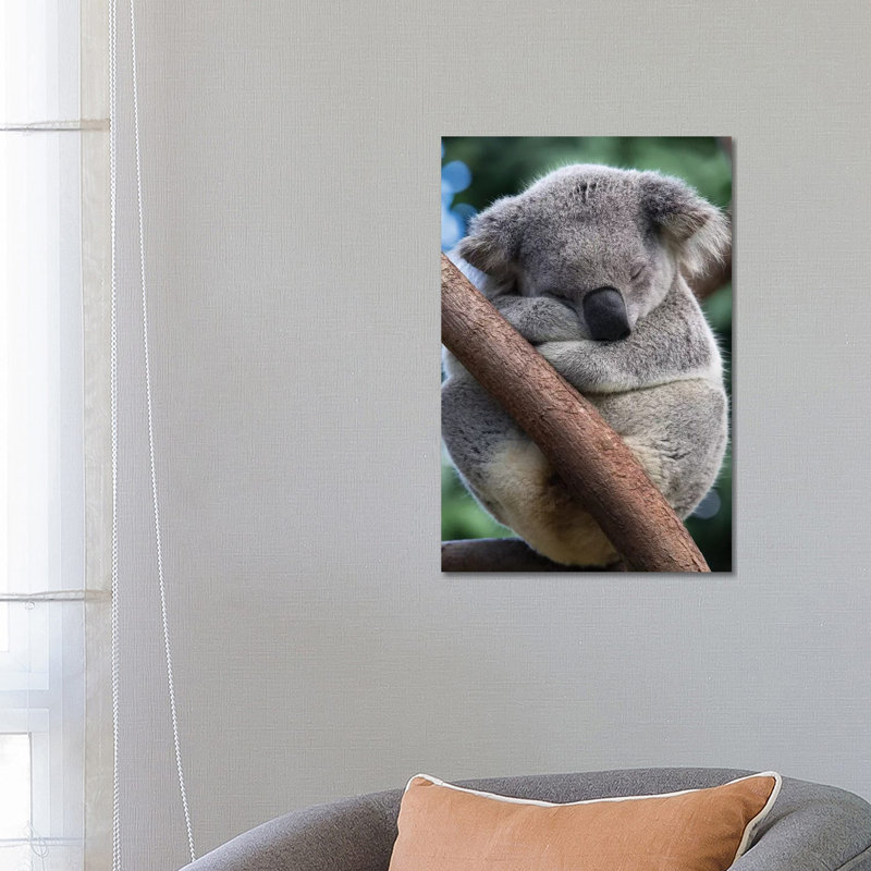 Koala Male Sleeping, Queensland, Australia by Suzi Eszterhas - Wrapped Canvas Print, 66.04 cm H x 45.72 cm W x 1.91 cm D