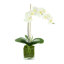 Phalaenopsis In Glass Vase With Moss