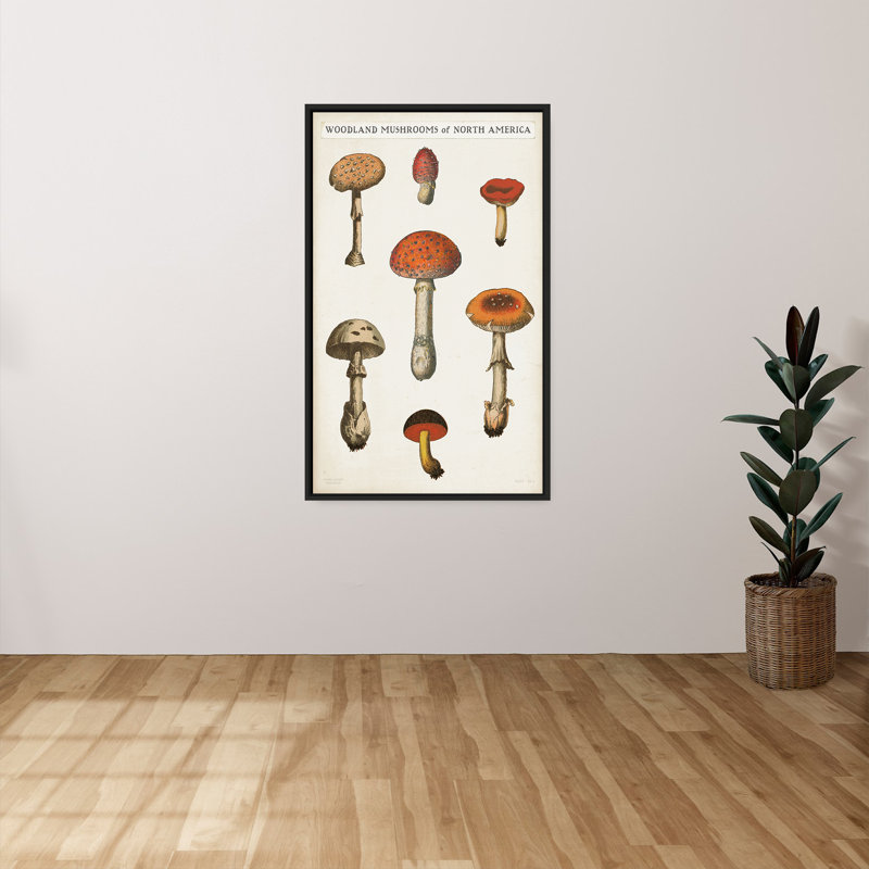 "Mushroom Chart III Light" by Wild Apple Portfolio Print on Canvas in a Floater Frame, 33.5" H x 21.5" W, Black