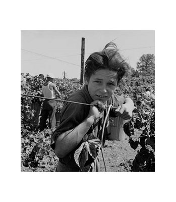 'Portrait of a Migratory Boy Picking Hops' by Dorothea Lange - Photograph Print
