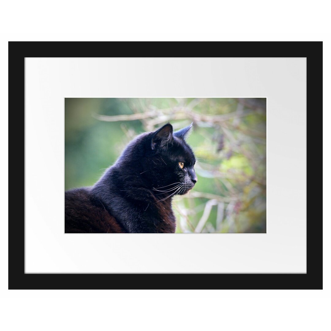 Gerahmtes Poster Schwarze Katze