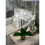 Orchid Arrangement in Square Glass Vase