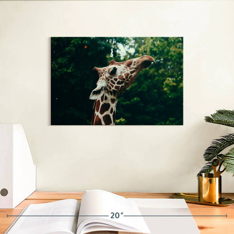 Gros plan d'une tête de girafe Brampt, H 8 po x l 12 po