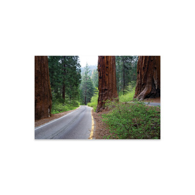 Route traversant une forêt, parc national de Sequoia, Californie, États-Unis par Panoramic Images