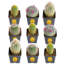 9 Live Cactus Plant in Pot Set