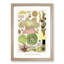 Great Barrier Reef Anemones by W. Saville-Kent - Framed Print-55575508-55575509