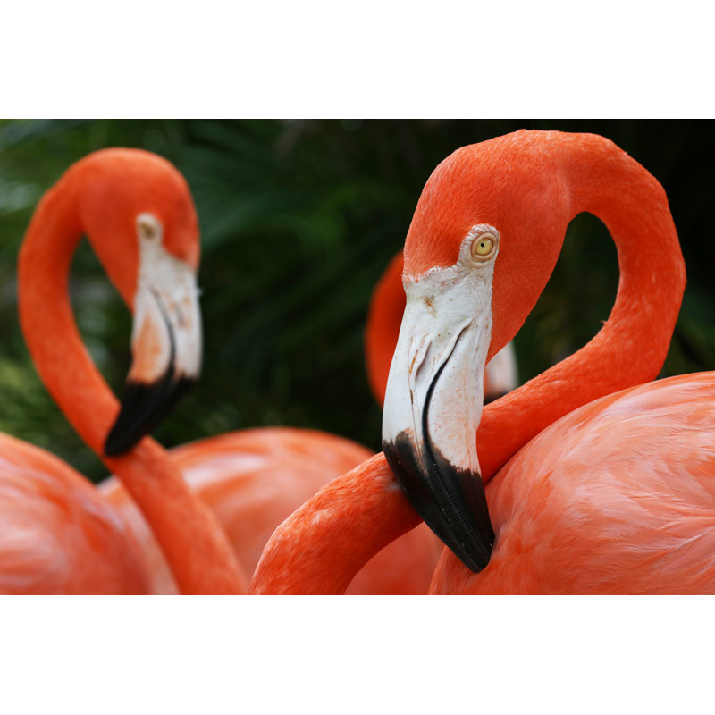 Flamants américains par Chuviffo, H 12 po x l 18 po