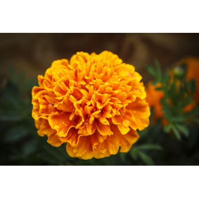 " Close Up Of Marigold " by Candicedawn