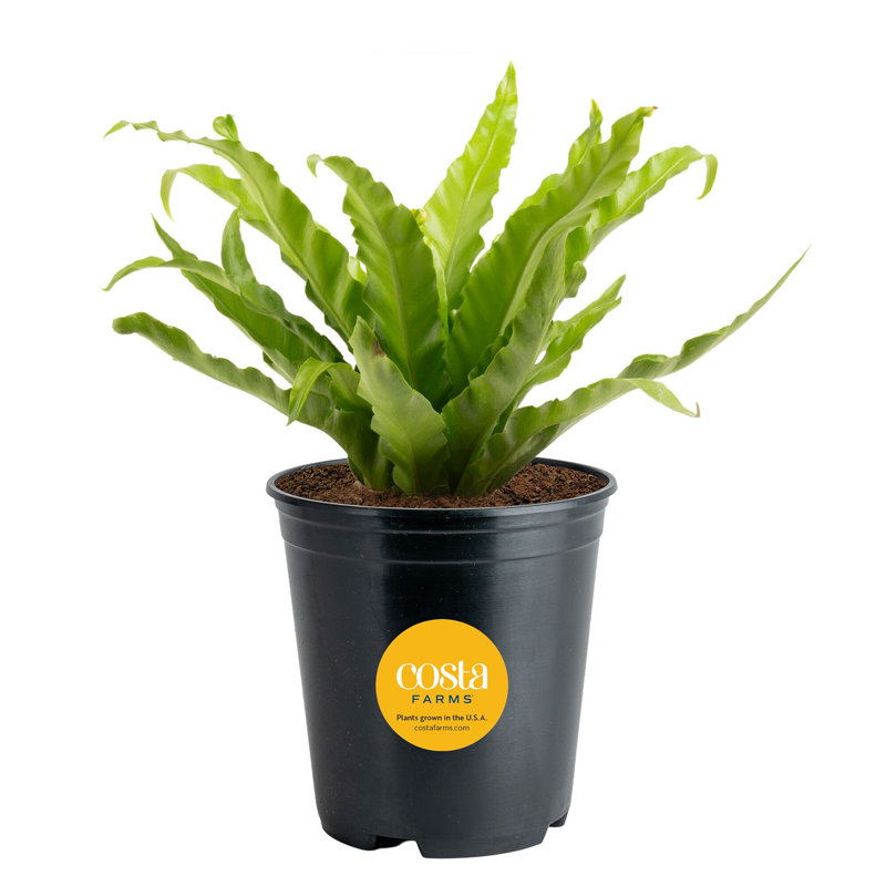 Bird''s Nest Fern in Nursery Pot