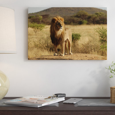 " African Lion "