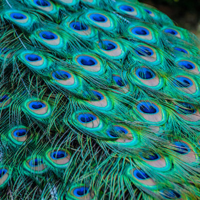 «Peacock Tail» par Pytyczech - photographie sur toile tendue