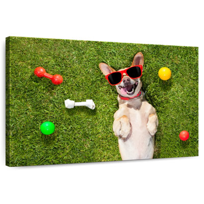 Ketti Funny Chihuahua Terrier