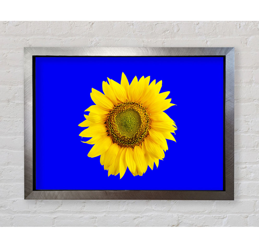 Sonnenblumenkopf auf Blau - Druck