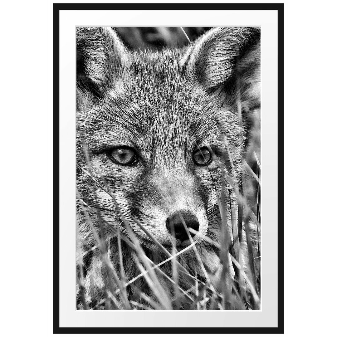 Gerahmtes Poster Junger Fuchs auf Wiese