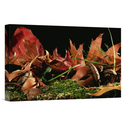 Northern Red Oak Tree With Acorns, Massachusetts - Single Picture Frame Photograph on Framed Canvas