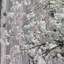 Papier peint fleurs de cerisier en fleurs