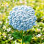 Piquet de jardin 24 po H