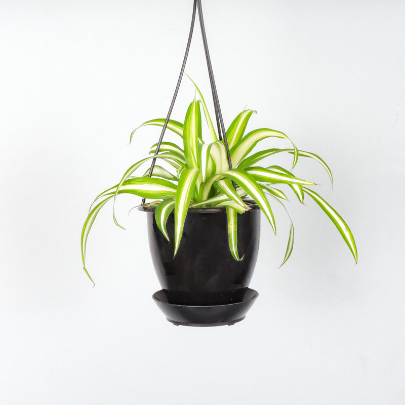 Live Spider Plant in Hanging Pot