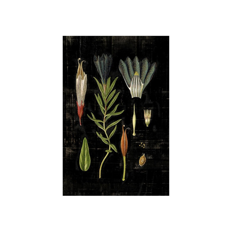Botanical Study IV Print by Michelle Bennett, Outdoor, 30" H x 20" W