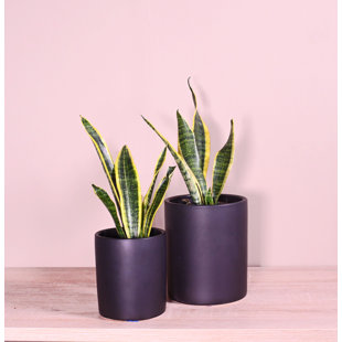Upshining Live Snake Plant (Sansevieria) Plant in Ceramic Pot