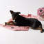 Tapis pour animaux Holdaw Rose Paw-723785047