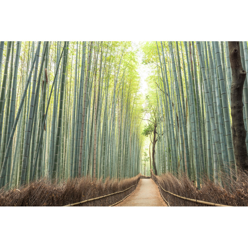 Bamboo Forest Path par Tommasso Tagliaferri, H 20 po x l 30 po