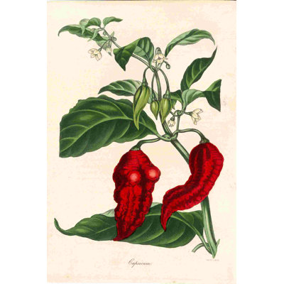 Illustration scientifique poivrons rouges