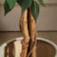 Alitza Faux Tree-1618718424