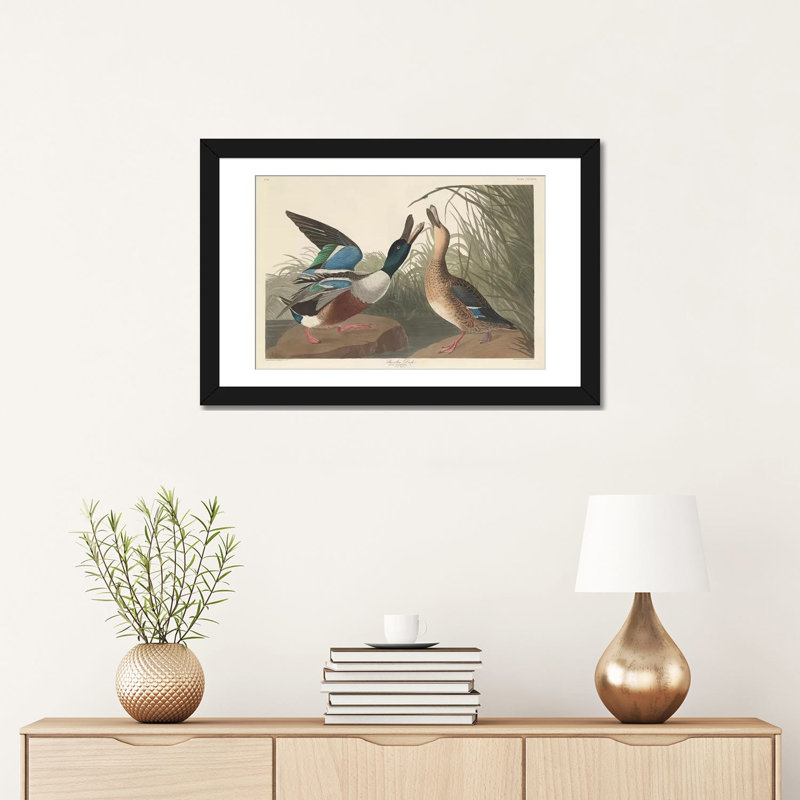 « shoveller duck », impression sur toile, H 16 po x l 24 po x P 1 po, Papier d'art encadré noir, Blanc