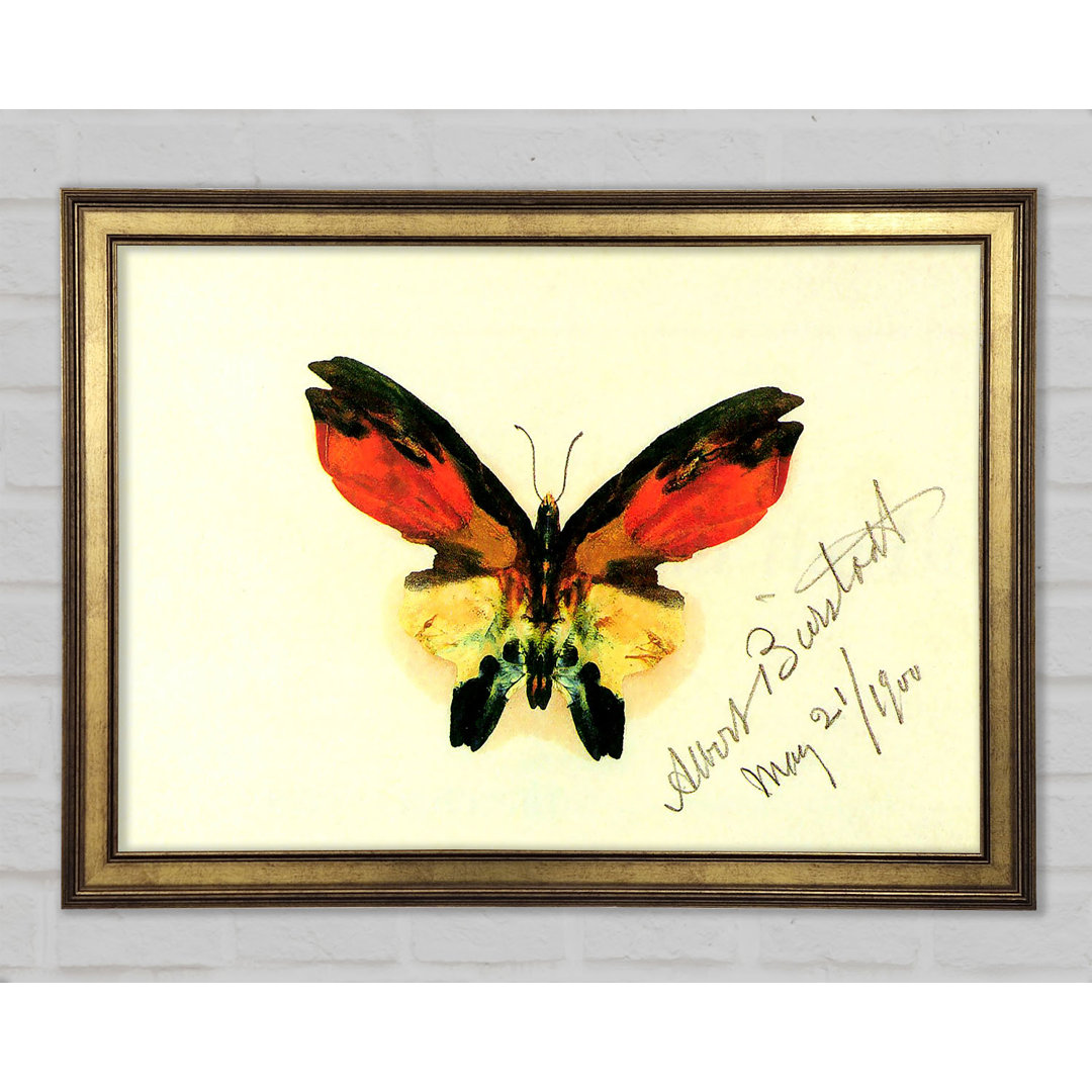 Schmetterling 2 von Bierstadt - Druck