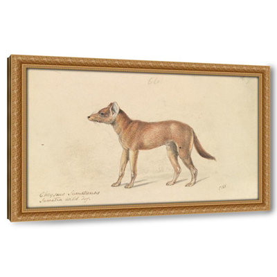 Dhole of Sumatra (1837)