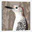 « plumed iv », impression sur toile-31851669-73216066-73216068