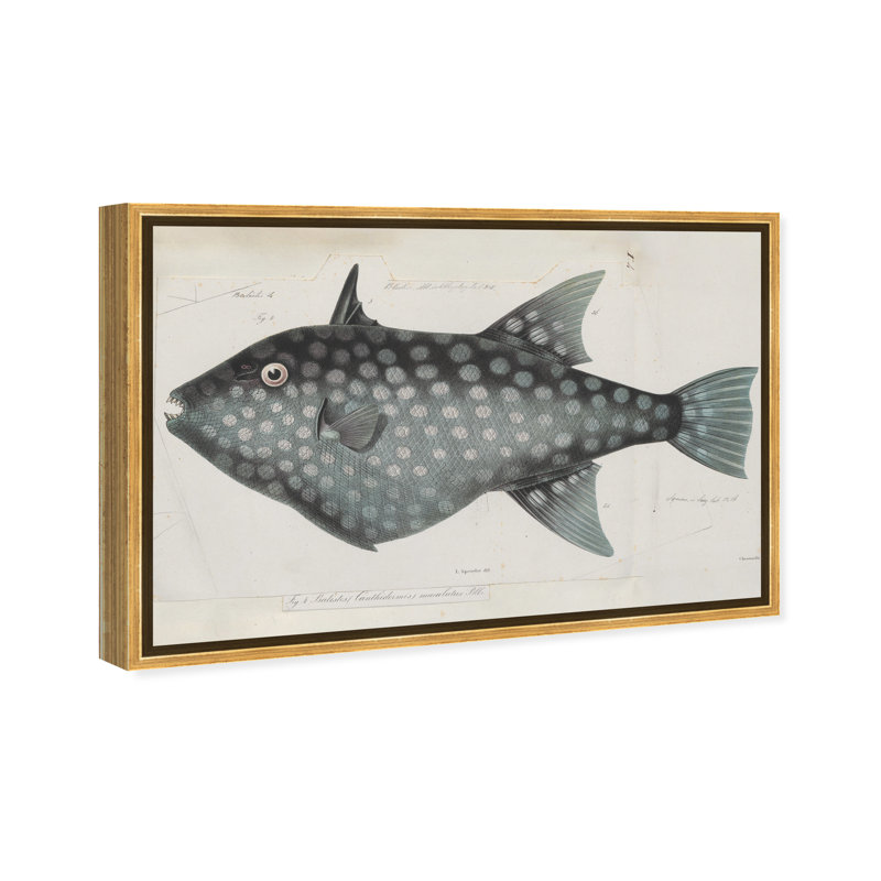 Triggerfish - peinture sur toile, Cadre doré, H 20 po x l 30 po