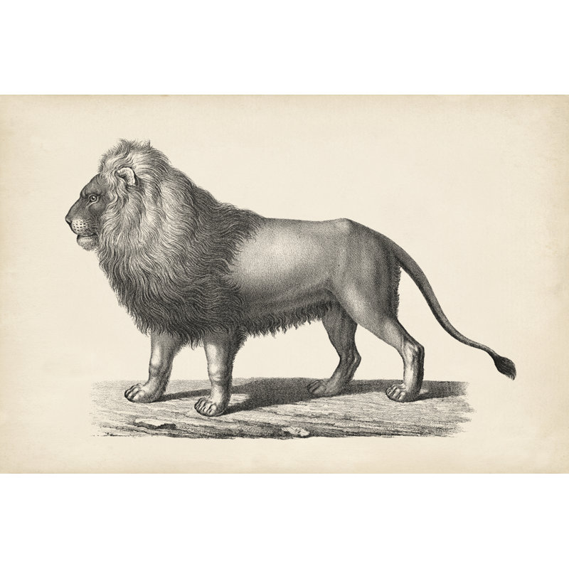 Brodtmann Lion - Painting, 81 cm H x 122 cm W, Black Floater Framed